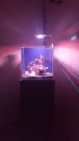 Лот: 11513553. Фото: 2. Светильник, морской аквариум... Аквариумистика