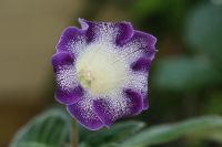 Лот: 3103727. Фото: 3. Глоксиния 49 (цветущая). Растения и животные