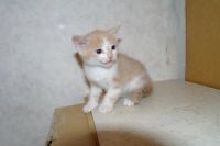 Лот: 6435982. Фото: 3. кофе с молоком. Растения и животные