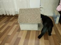 Лот: 10301957. Фото: 3. Домик для кошачих. Растения и животные