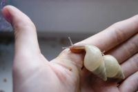 Лот: 7339710. Фото: 4. Улитки сухопутные Limicolaria... Красноярск