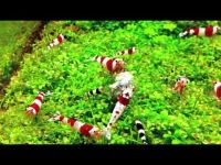 Лот: 4587868. Фото: 4. креветки красный кристалл "Red... Красноярск