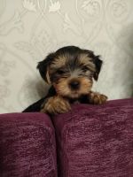 Лот: 25886034. Фото: 4. Щенки Йорка. Красноярск