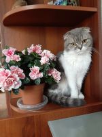 Лот: 18956840. Фото: 3. Котята. Растения и животные