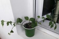 Лот: 9829146. Фото: 2. Жасмин Самбак с горшком. Комнатные растения и уход