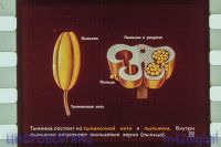 Лот: 5832739. Фото: 3. диафильм цветок и плод биология... Коллекционирование, моделизм