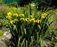 Лот: 19327346. Фото: 3. Ирис жёлтый болотный цветок. Для дачи, дома, огорода, бани, парка