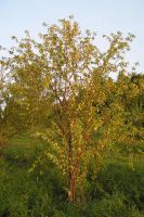 Лот: 5456689. Фото: 3. Саженцы Черёмуха Маака (лат. Prunus... Для дачи, дома, огорода, бани, парка