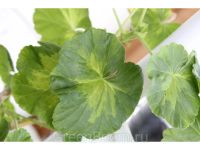 Лот: 7406494. Фото: 5. Зональная пеларгония "Happy Appleblossom...