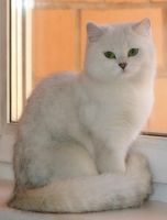 Лот: 4676644. Фото: 4. Британский котёнок (девочка 4... Красноярск