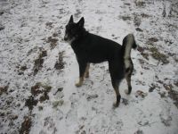 Лот: 4559427. Фото: 5. Щенок лайки