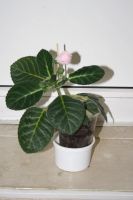 Лот: 5345600. Фото: 4. Глоксиния розовая махровая (зацветает... Красноярск