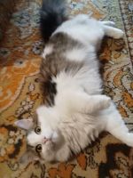 Лот: 25767815. Фото: 6. Четырëхцветный кот!