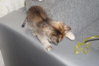 Лот: 2317537. Фото: 7. котенок ищет своего хозяина 2