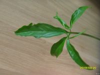 Лот: 13407560. Фото: 3. Сингониум суженный Syngonium angustatum. Растения и животные