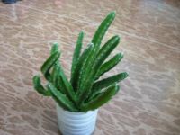 Лот: 5602175. Фото: 6. Стапелия