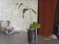 Лот: 4567134. Фото: 3. Жасмин №1-очень хорошо подрос. Растения и животные