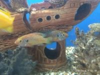 Лот: 15799180. Фото: 5. Хромис Неоновый,Меланохромис Ауратус...