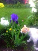 Лот: 5664227. Фото: 2. Ирис бородатый фиолетовый Royal... Семена, рассада, садовые растения