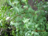 Лот: 13693244. Фото: 4. сирень саженец№6 очень красивая... Красноярск