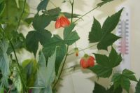 Лот: 3407849. Фото: 3. Абутилон Селло (клен). Растения и животные