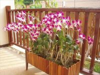Лот: 1466048. Фото: 2. Орхидея из Тайланда. Комнатные растения и уход