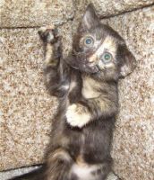 Лот: 482807. Фото: 3. Чудесный котенок. Растения и животные