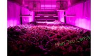 Лот: 7403399. Фото: 2. Лампа для растений Led MG 3W E27... Радиодетали  (электронные компоненты)