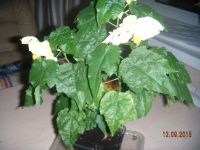 Лот: 5999027. Фото: 3. Абутилон Невеста. Растения и животные