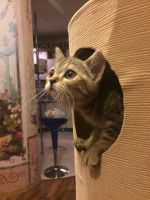Лот: 4454313. Фото: 5. Шотландская кошечка выставочного...