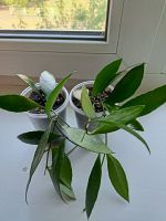 Лот: 19078042. Фото: 4. Хойя изящная (hoya gracilis),два... Красноярск