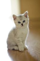 Лот: 12330620. Фото: 2. Британский котенок 1,5 мес - мальчик... Животные и уход
