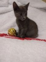 Лот: 18402411. Фото: 4. Котенок ищет дом. Красноярск