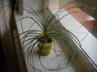 Лот: 6197777. Фото: 2. Нолина, бокарнея, бутылочная пальма... Комнатные растения и уход