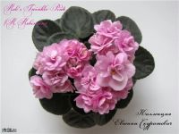 Лот: 11408507. Фото: 2. сортовая фиалка Rob's Twinkle... Комнатные растения и уход