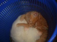 Лот: 2364437. Фото: 3. отдам в хорошие руки. Растения и животные