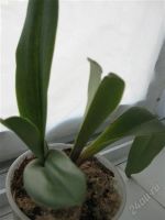 Лот: 1912187. Фото: 2. Орхидея пафиопедилум. Комнатные растения и уход