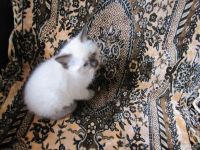 Лот: 9613336. Фото: 2. Котенок 2. Животные и уход