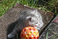 Лот: 2969405. Фото: 7. СРОЧНО отдам ОЧЕНЬ КРАСИВЫХ котят...