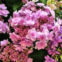 Лот: 12533387. Фото: 2. Гортензия крупнолистная Ю Энд... Семена, рассада, садовые растения