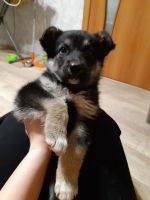 Лот: 14943666. Фото: 2. Щенок срочно в добрые руки! Нелюди... Животные и уход