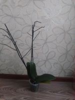 Лот: 9207544. Фото: 6. орхидея Фаленопсис (Phalaenopsis...