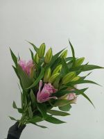 Лот: 25604949. Фото: 2. Лилия пионовидная. Комнатные растения и уход