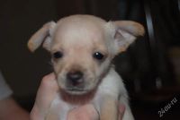 Лот: 1243922. Фото: 2. Щенок той-терьера № 3 (кобель). Животные и уход