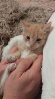 Лот: 19579804. Фото: 4. Котенок. Красноярск