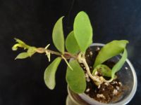 Лот: 16431757. Фото: 6. Хойя-Hoya soidaoensis