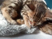 Лот: 17213660. Фото: 2. Бенгалка девочка котёнок 07.01... Животные и уход