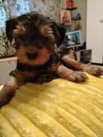 Лот: 25886034. Фото: 5. Щенки Йорка