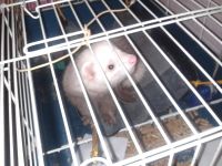 Лот: 3861384. Фото: 2. Продаю хорька с клеткой и всем... Животные и уход