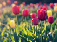 Лот: 3685785. Фото: 4. Тюльпаны к 8 МАРТа оптом и в розницу...